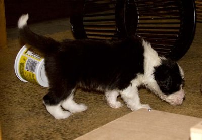 DMPups7806.jpg
