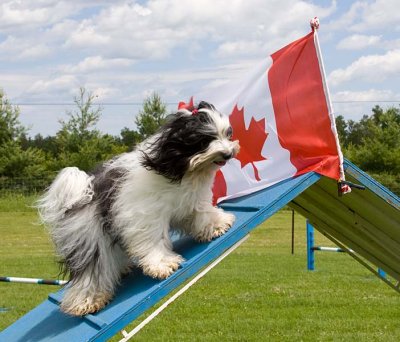 More Tibetan Terriers