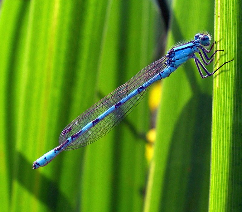Damselfly - the common blue