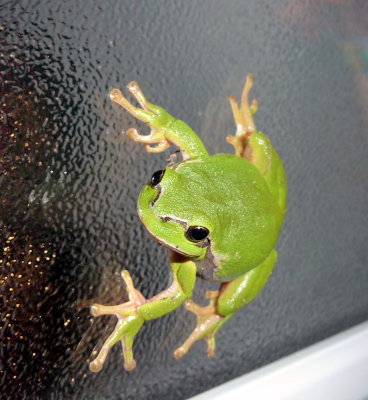 European tree frog...