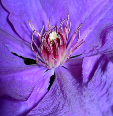 clematis