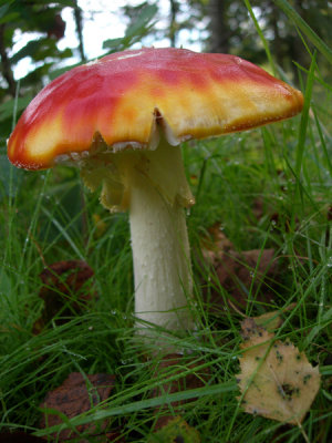 toadstool