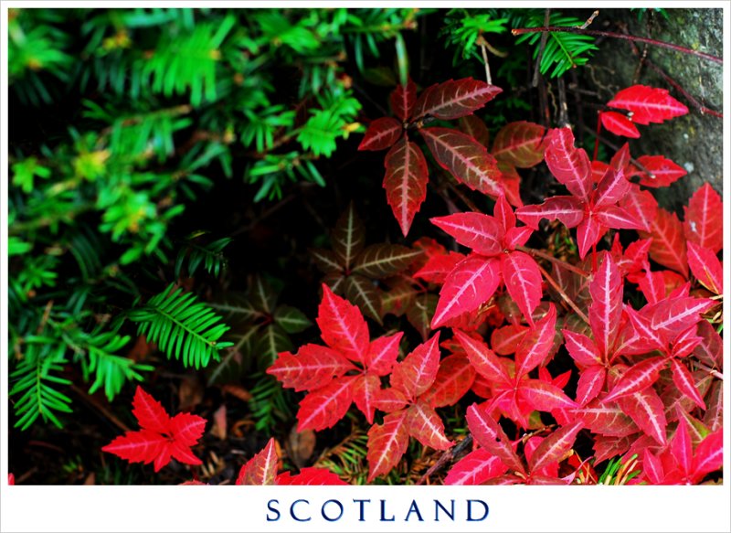 Colour of Fall