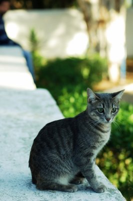 Cats of Tunisia