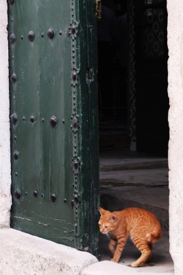 Cats in Tunisia
