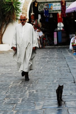 Cats in Tunisia