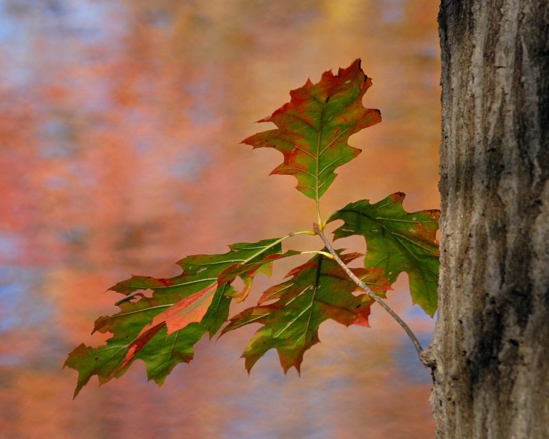 Bailey Arboretum