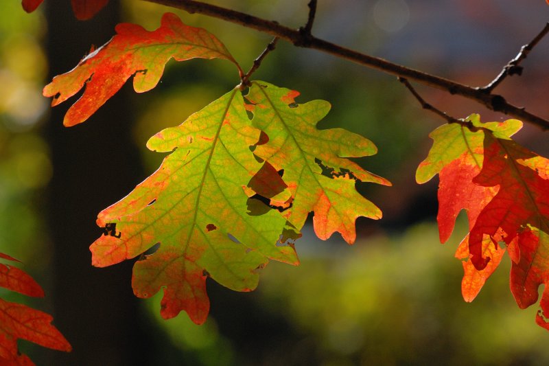 Bailey Arboretum