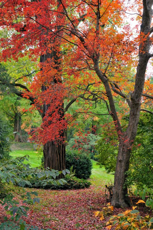 Bailey Arboretum