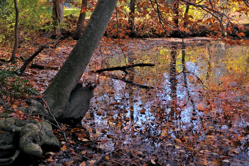 Bailey Arboretum