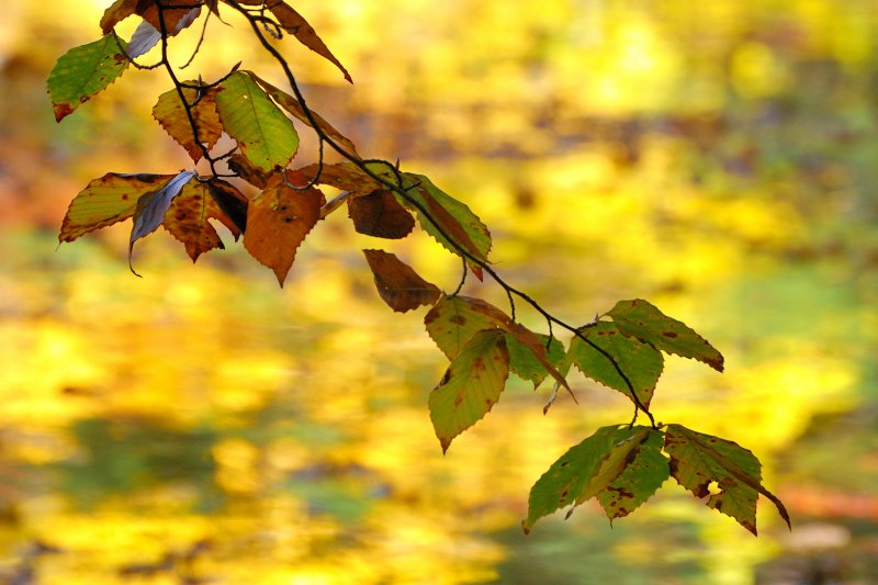 Bailey Arboretum