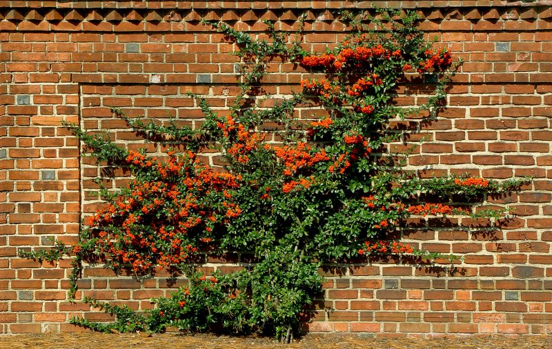 Old Westbury Gardens