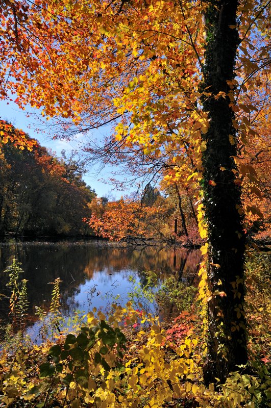 Bailey Arboretum