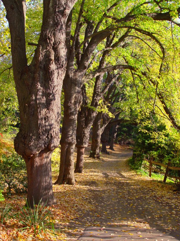 Bailey Arboretum