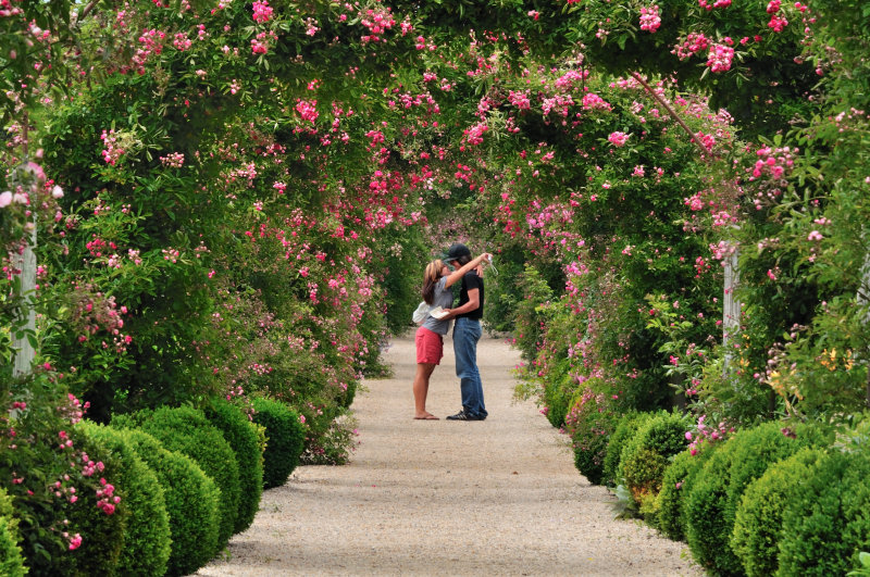 Planting Fields Arboretum