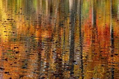 Bailey Arboretum