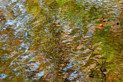 Bailey Arboretum