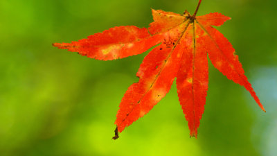 Bailey Arboretum