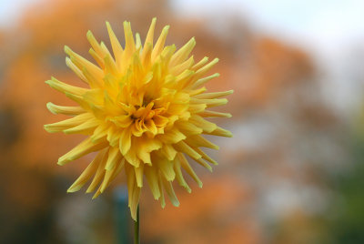 Planting Fields Arboretum