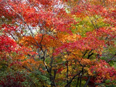 Bailey Arboretum