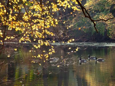 Bailey Arboretum