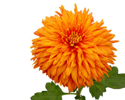 Long Island Chrysanthemum Society