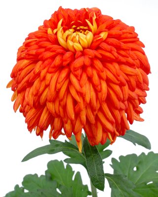 Long Island Chrysanthemum Society