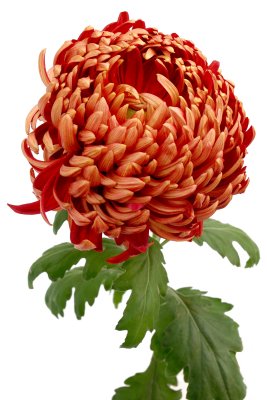 Long Island Chrysanthemum Society