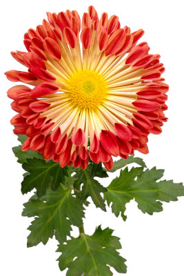 Long Island Chrysanthemum Society