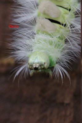 Pale Tussock Calliteara pudibunda