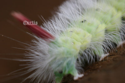 Pale Tussock Calliteara pudibunda