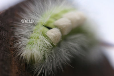 Pale Tussock Calliteara pudibunda