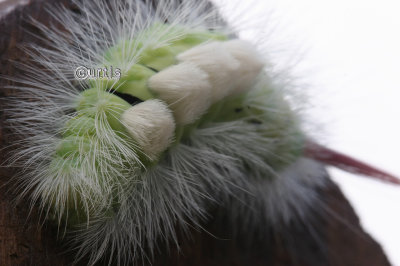 Pale Tussock Calliteara pudibunda