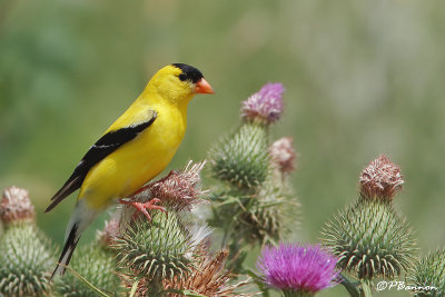 Chardonneret jaune (Île des Soeurs, 15 juillet 2008)
