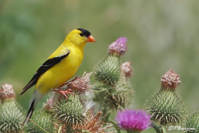 Chardonneret jaune (le des Soeurs, 15 juillet 2008)