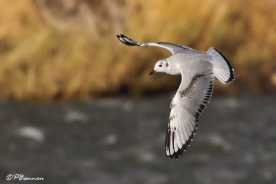 Mouette de Bonaparte (Chambly, 1 novembre 2009)