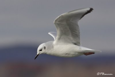 Mouette de Bonaparte (Chambly, 4 novembre 2009)