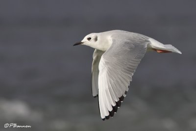 Mouette de Bonaparte (Chambly, 4 novembre 2009)