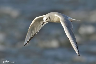 Mouette de Bonaparte (Chambly, 8 novembre 2009)