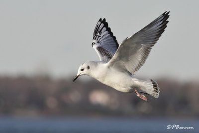 Mouette de Bonaparte (Chambly, 10 novembre 2009)