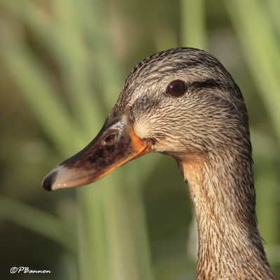 Canard colvert (le des Soeurs, 12 juin 2008)