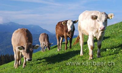 Kuehe / Cows (8324)