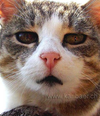 Katze / Cat (01201)