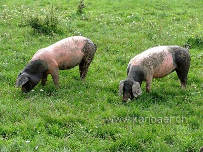 Schweine / Pigs (09608)