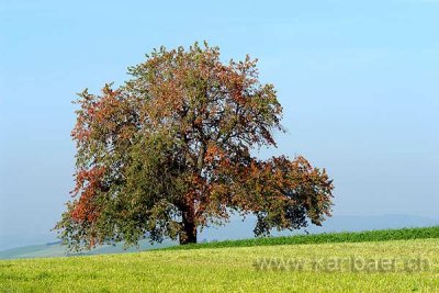Baum im Herbst (60036)