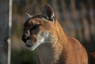 Cougar 1