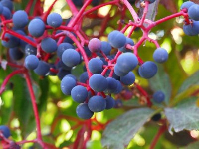 Virginia Creeper Berries