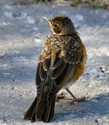 Baby Robin