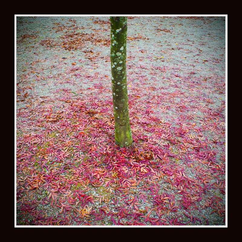 Autum Leaves Vol 002