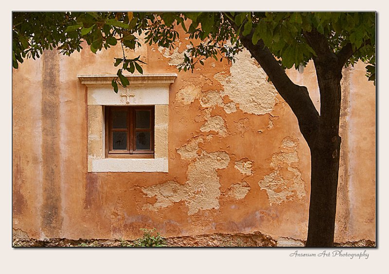 Window & Tree